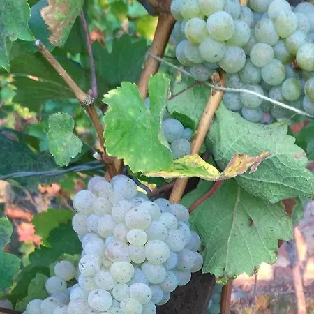 Le Repaire Des Hirondelles - Le Colombage Scharrachbergheim-Irmstett