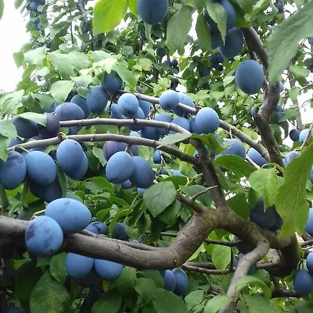 Le Repaire Des Hirondelles - Le Colombage بيت للعطل Scharrachbergheim-Irmstett