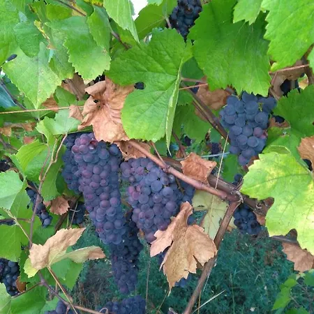 Le Repaire Des Hirondelles - Le Colombage Casa de Férias Scharrachbergheim-Irmstett