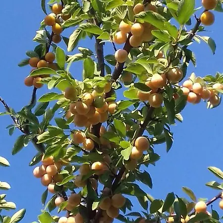 Le Repaire Des Hirondelles - Le Colombage *